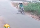 bisikletteki lerin yılanla imtihanı - Samsun Ayvacık Manşet Haber