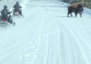 Bison Running In Yellowstone National Park