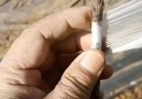 Bitkilerde aşılama...