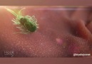Biyolojici - Yaşasın Akyuvar Hücreleri