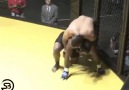 BJJ World - Spladle Submission in MMA Nano Breakdown Facebook