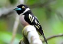 Black-aand-yellow Broadbill.