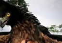 Black and Chestnut Eagle Video by falconrycrarsi