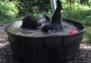 Black Bear Takoda Cools Down