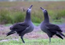 Black Footed Albatross Mating Dance