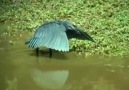 Black heron fishing