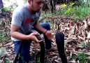 Black King Cobra Face against Skillful Guy