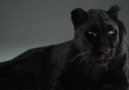 Black Leopard