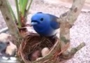 Black naped Monarch ( Hypothymis azurea ).