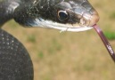 Black Racer snake having a s-e-i-z-u-r-e.By
