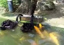 Black swan feeding Koi fish