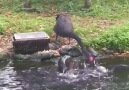 Black swan feeding the fish!