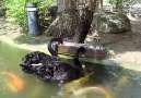 Black Swans Feeding Fish