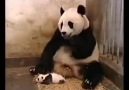 Bless You, Baby Panda Scares Mum! - Please SHARE