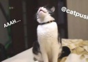 Bless you Cat Tube From catpusic IG
