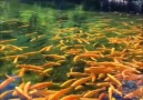 Blog BNews TV - Wonderful KOI fish pool that you never have seen Facebook