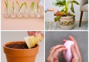 Blossom - You will wet your plants with these unusual gardening hacks! Facebook