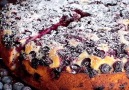 Blueberry Lemon Cake By NatashasKitchen.com