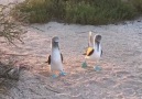 Blue-footed booby