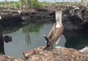 Blue-Footed Booby.@ainsleeadele
