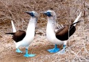 Blue Footed booby Mating Dance