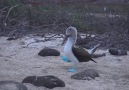 Blue footed seagull (Booby)