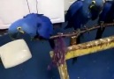 Blue Hyacinths Macaw Parrots Available For sale