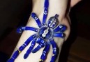 Blue tarantula (Poecilotheria metallica)By danielvamu