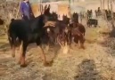 Boa tarde amigosChegou a hora dos Dobermanns