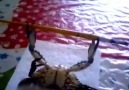 Bodybuilder crab