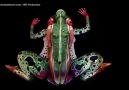 Body Paint Animal Art