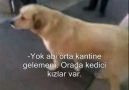 Boğaziçili Köpeğin Özgüveni