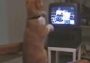 Boks maçı izleyen kedi )