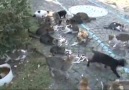 Bölük toplan komutunu duyan kediler sıraya geçiyor