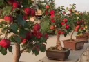 Bonsai mini apple fruit