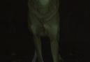 BOO!Curious as to why wolf eyes appear to glow in the dark Learn more