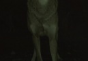 BOO!Curious as to why wolf eyes appear to glow in the dark Learn more