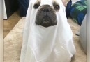 Boo! Korktun mu Video credit @griffinfrenchie