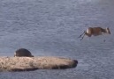 Boot - Hippos Try to rescue baby impala from crocodile Facebook