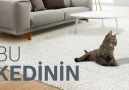 Bosch Home - EcoClean Direct Özellikli Fırın vs Kedi Facebook