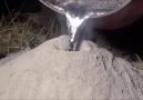 Boş Karınca Yuvasına Eritilmiş Alüminyum Sıvı Dökülürse