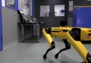 Boston Dynamicsin kapıları açabilen robotik köpeği
