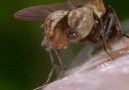 Botfly Sineğinin Akılalmaz Üreme Taktiği