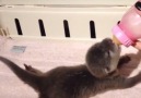 Bottle Feeding Baby Otter