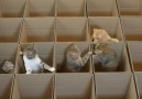 Box maze is cat heaven