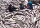 Böyle balık yakaladılar