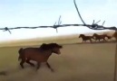 Böyle bir karizma var mı ya