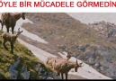 BÖYLE BİR MÜCADELE GÖRMEDİNİZ...