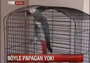 BÖYLE PAPAĞANA CAN KURBAN ELHAMDULİLLAH..