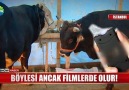 Böylesi ancak filmlerde olur! Haberin tamamı için